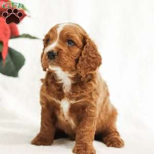 Dash, Cockapoo Puppy